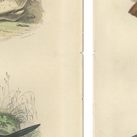 Set of 2 Antique Bird Prints Rave, Western Jackdaw, Nightingale by Buffon, close-up 2