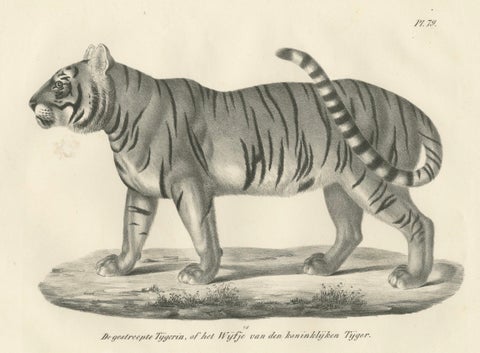 19th-Century Lithograph of the Striped Tigress, Mate of the Royal Tiger, close-up 1