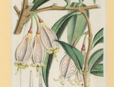 A Rare Botanical Study of Exotic Flora by Hoola van Houten, 1847, close-up 2