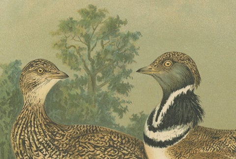 Little Bustards in 19th Century Landscape, Antique Ornithology Bird Print, close-up 3