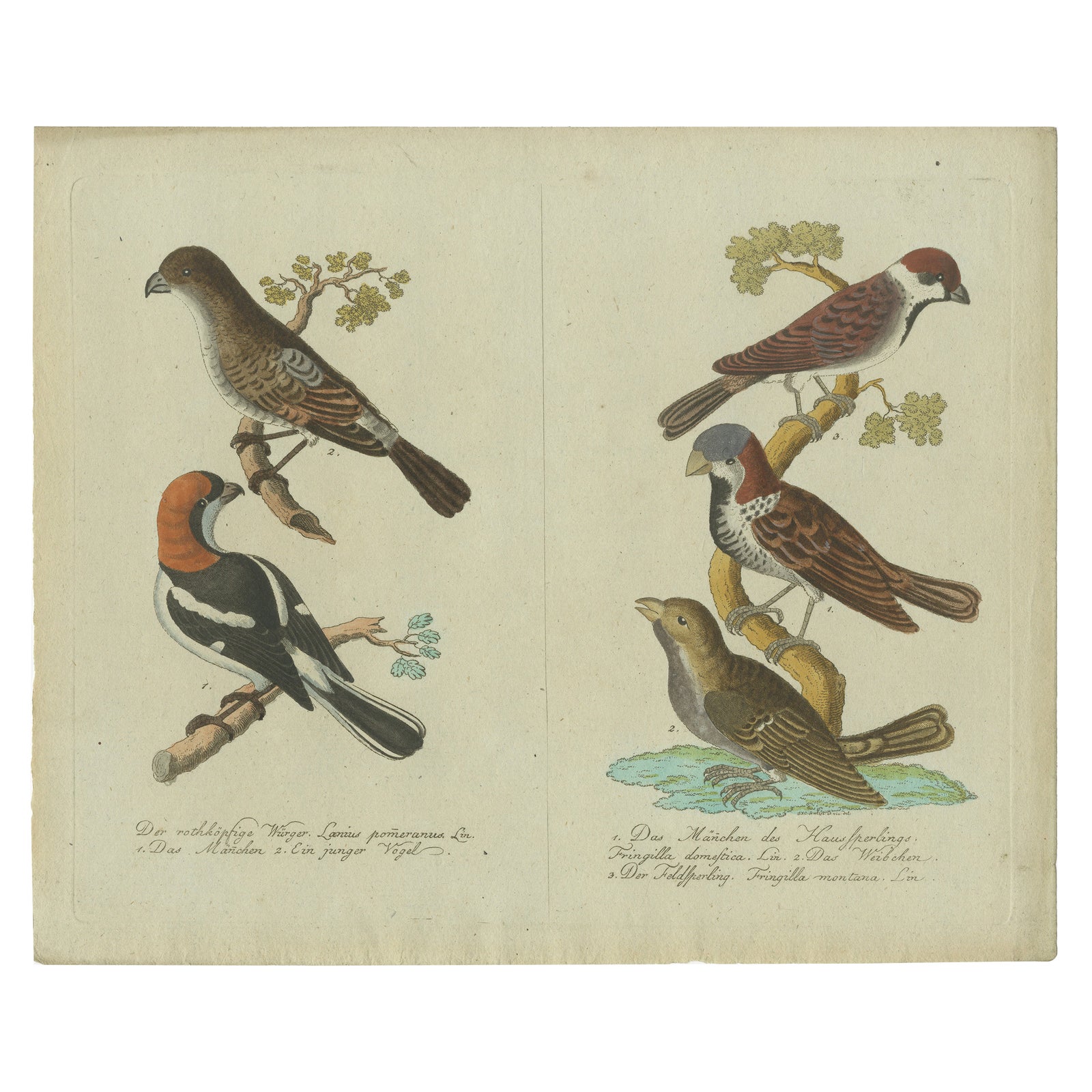 Feathers of Europe: A 18th Century Detailed Study of Finches & Bramblings, 1780