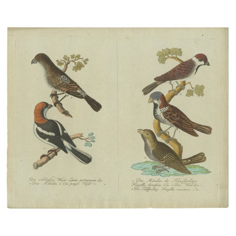 Feathers of Europe: A 18th Century Detailed Study of Finches & Bramblings, 1780