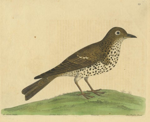 Antique Bird Print of a Mistle Thrush, circa 1731, view 3