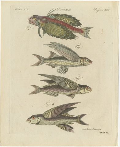 Flying Fish with a Flying Gurnard, Antique Bertuch Print, circa 1805, view 2