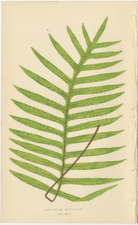 Victorian Exotic Fern Lithograph Portfolio by E.J. Lowe, 1856, Set of 6, view 7