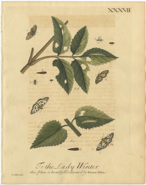 Antique English Moths and Caterpillars on Hedgerow Plants, Albin 1720, view 2