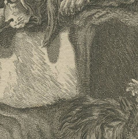 Original Antique Print of Two Lions Resting, close-up 2