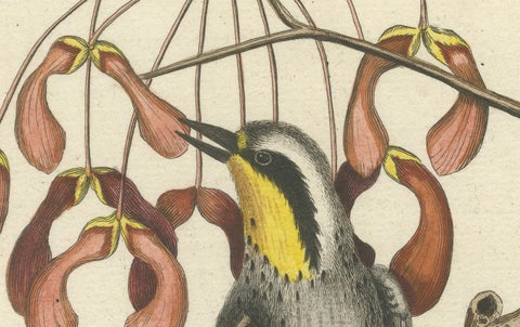 Engraving of The American Tit Bird with Yellow Throat in Old Handcoloring, 1749, close-up 3