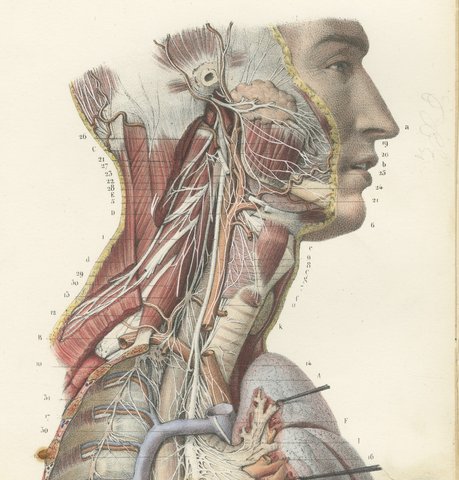 Sympathetic Chain and Vagus in the Thorax, Hirschfeld Double Folding Plate, 1866, view 3