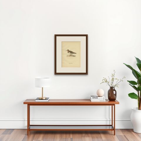 Original Antique Bird Print of the Northern Phalarope, 1929, shown framed on a wall