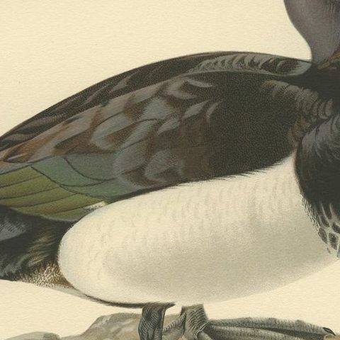 Antique Bird Print of the Tufted Duck by Von Wright, 1929, close-up 2