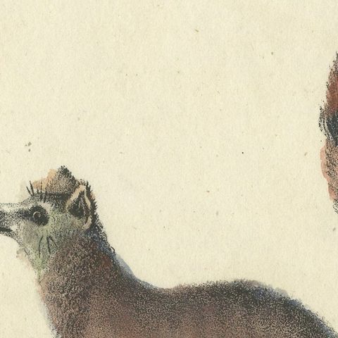 Original Antique Animal Print of a Ring-Tailed Lemur 'Lemur Catta' Monkey, 1833, close-up 3