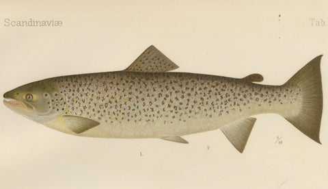 Scandinavian Brown Trout Forms: Exquisite Hand-Colored Lithograph, 1895, close-up 6