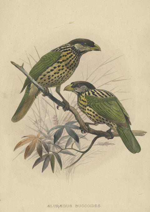 Original Antique Bird Print of The White-Eared Cat Bird, 1869, close-up 1