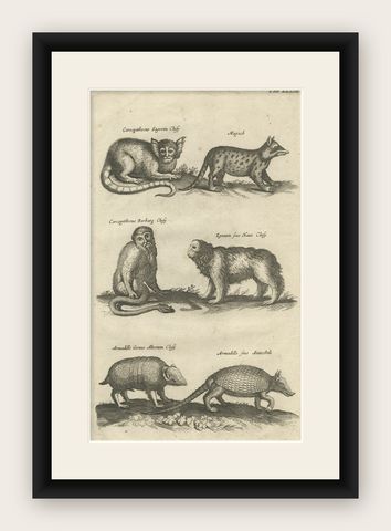Antique Engraving Showing Animals of the Guenon & Armadillo Species, 1657, shown framed