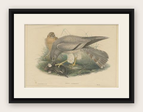 Antique Bird Print of the Ash-Colored Harrier by Gould, c.1870, shown framed