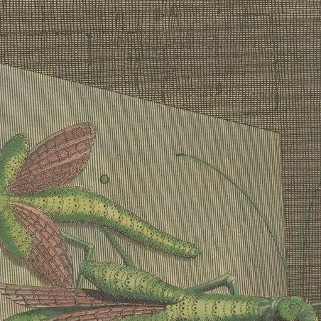 Colored Antique Print of a Grasshopper, Hedgehogs and the Horn of Doe, close-up 1