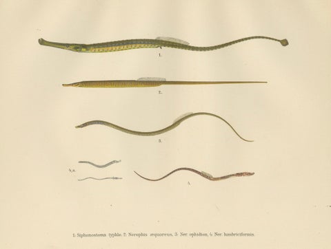 Pipefish and Worm Pipefish - Graceful and Slender Scandinavian Fish Lithograph, close-up 6