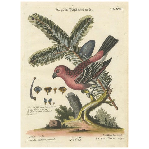 Hand-Colored Engraving of the Great Red Finch by Johann Michael Seligmann, 1770