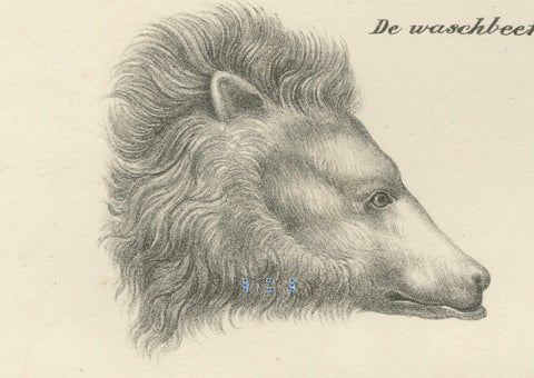 19th-Century Lithograph of a Raccoon and Bear, Stunning Natural History Print, close-up 4