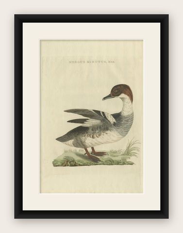 Male Common Merganser Antique Bird Print by Sepp & Nozeman, circa 1809, shown framed