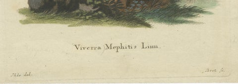 Elegance in Black and White: the Striped Skunk Engraved, circa 1774, close-up 1