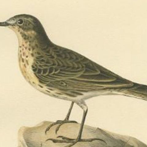Nice Antique Bird Print of the Water Pipit, 1927, close-up 2