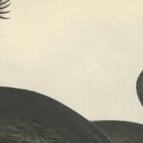 Shag or Green Cormorant, Antique Bird Print by John Gould, c.1832, close-up 1
