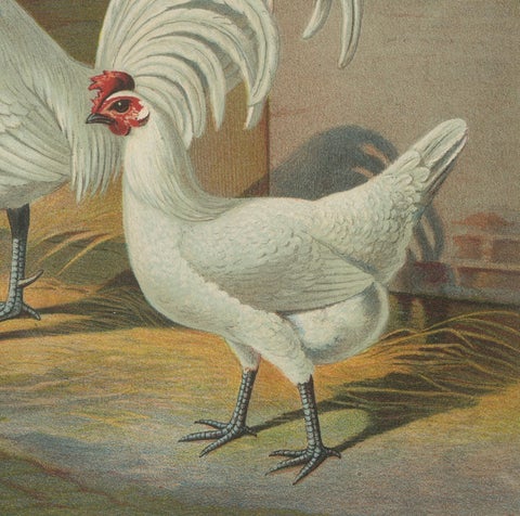 The Distinguished Ramelsloher Chicken - A Rare 19th Century Poultry Lithograph, close-up 2