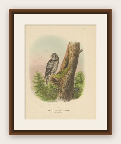 Raptor Chronicles: Antique Ornithological Print of the Northern Hawk-Owl, 1894, shown framed