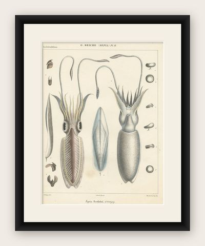 Antique Print of Sepia Bertheloti or the African Cuttlefish, 1845, shown framed