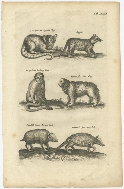 Antique Engraving Showing Animals of the Guenon & Armadillo Species, 1657, view 2