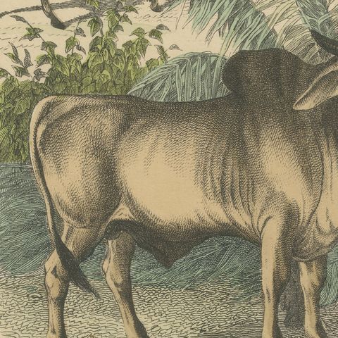 Antique Bison and Wildebeest Print with Zebu and Gazelle, Kolb, circa 1890, close-up 6