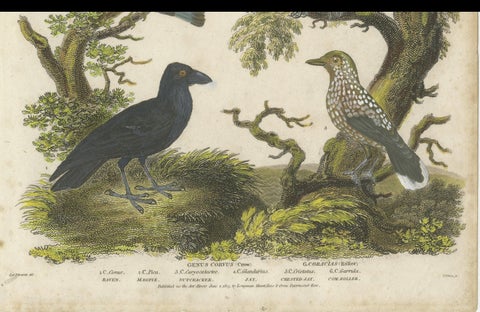 Ornithology Piciformes Plate III - Antique Bird Engraving, 1811, close-up 3