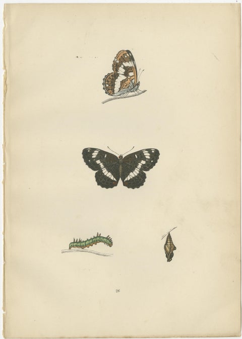 Metamorphosis in Motion: A Study of Butterfly Lifecycles, 1890, view 3