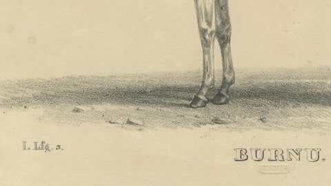 Antique Arabian Horse Lithograph “Burnu” by August Jäger, 1846, close-up 4