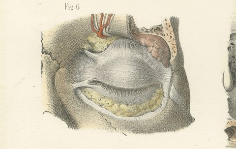 The Eyelids and Lacrimal Gland, Antique Hirschfeld Anatomy Print, 1866, view 7