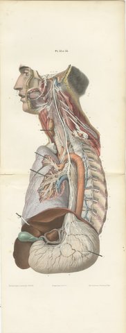 Vagus and Sympathetic Nerves of the Trunk, Hirschfeld Double Folding Plate, 1866, view 2