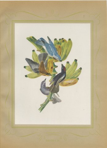 Tanagers on a Banana Plant, Brazilian Bird Print, Descourtilz, 1944, view 2