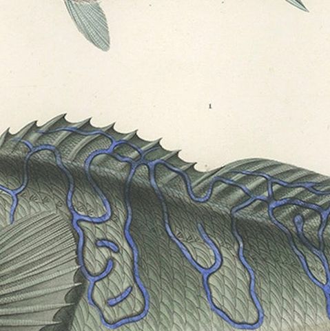 Museum-Quality Illustration of Rare Pacific Fish, Hand-Colored 1846, close-up 6