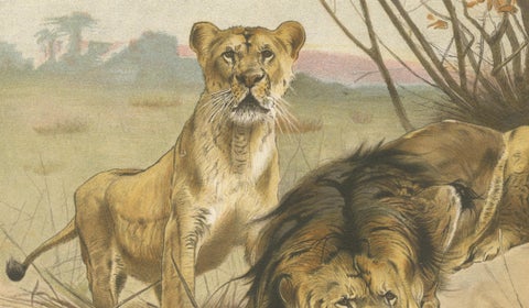 Lion and Lioness, Antique Big Cat Print, Victorian Natural History 1894, close-up 3