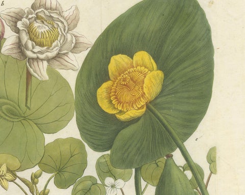 Aquatic Elegance: Water Lilies and Pond Plants in 18th Century Engraving, 1748, close-up 4