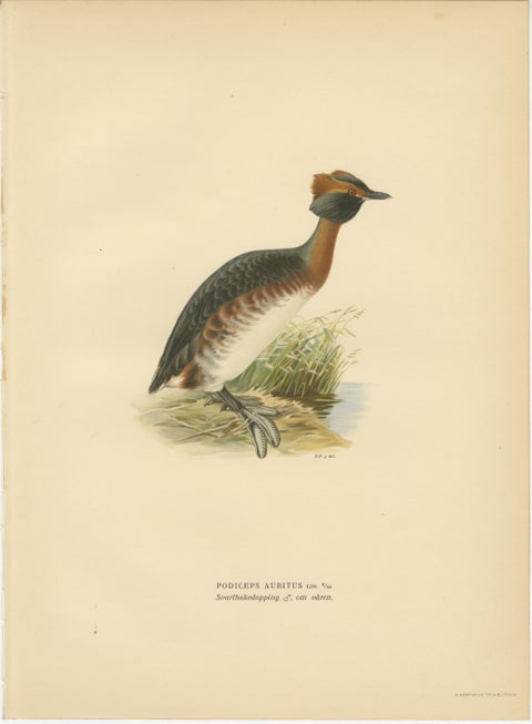 Antique Horned Grebe Bird Lithographs Set of 3, Podiceps Auritus, 1929, view 3
