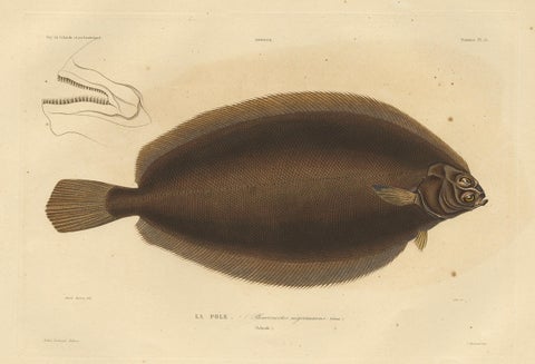 Old Rare Fish Print of the Witch Flounder or Torbay Sole, 1842, close-up 3