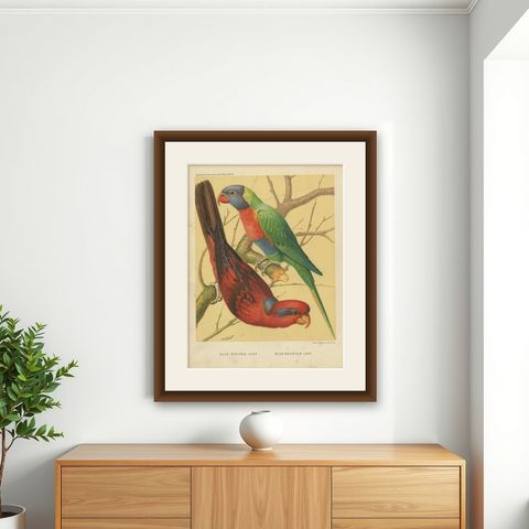 Antique Bird Print of Blue-Streaked Lory and Blue Mountain Lory, ca 1880, shown framed on a wall