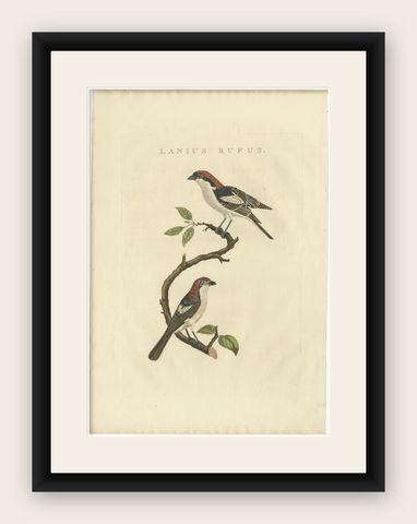 Antique Bird Print of the Woodchat Shrike by Sepp & Nozeman, 1829, shown framed