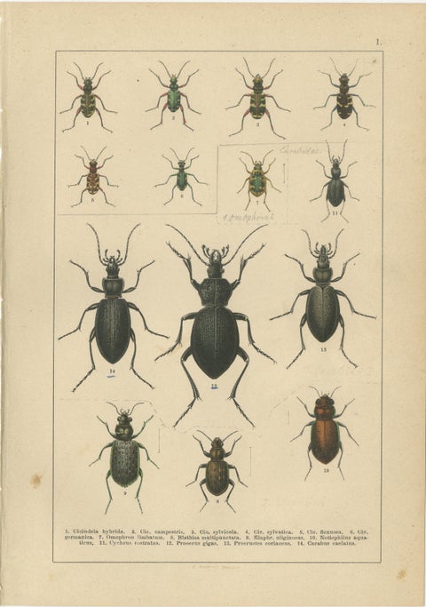 Decorative Antique Beetle Prints, European Coleoptera Plates, Entomology 1893, view 2
