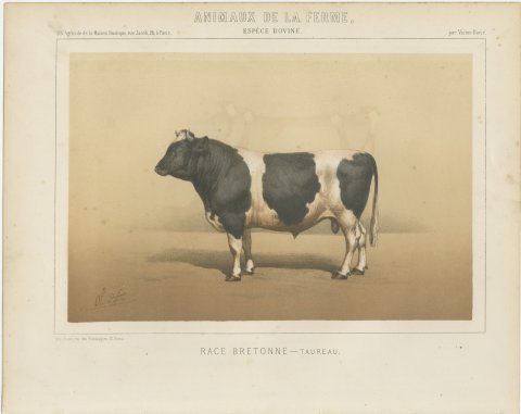 Breton Bull, French Cattle Breed, Antique Chromolithograph by Borie, 1863, view 2