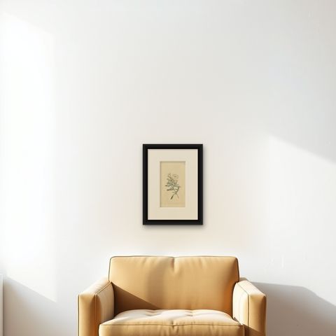 Antique Botany Print of Convolvulus Cneorum by Curtis, 1799, shown framed on a wall