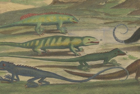 Colored Antique Print of a Cuscus, Lippano and other Animals, view 4
